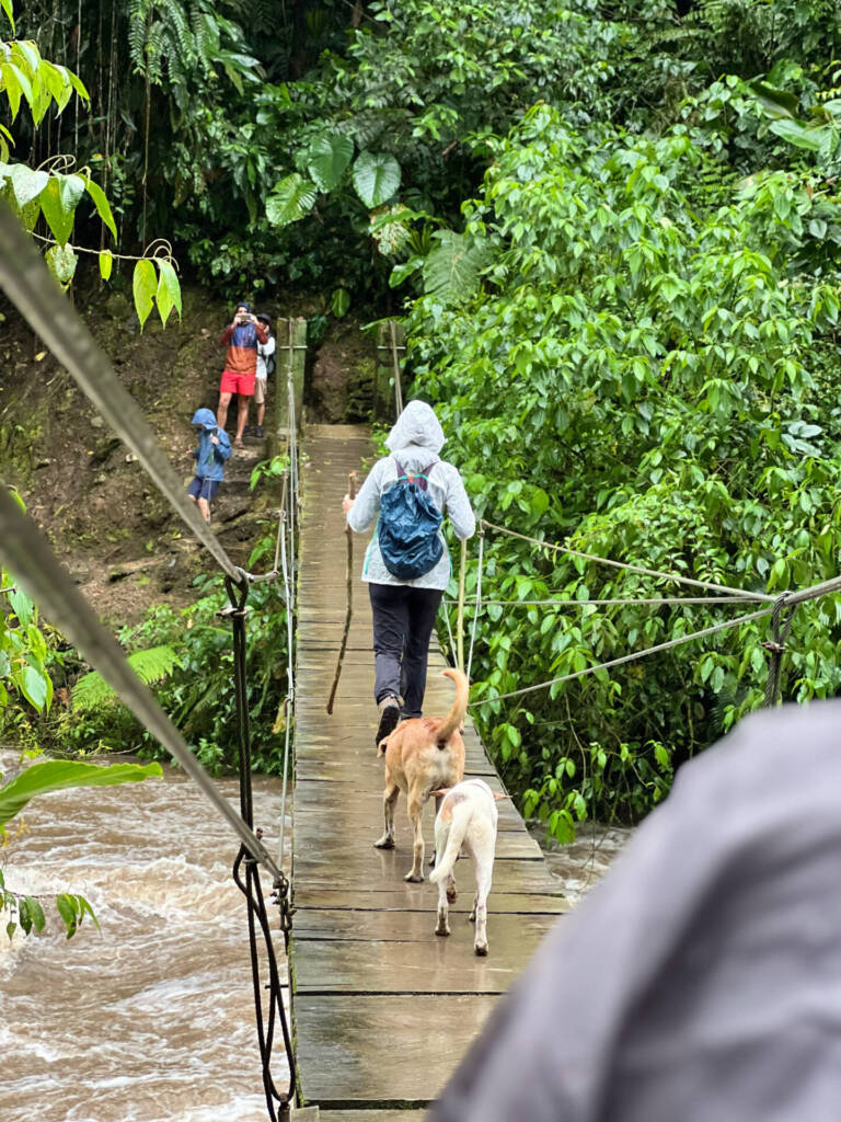 Puente Ciudad Perdida
